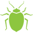 bed bugs