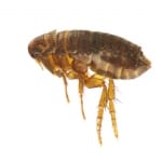 Flea Exterminator Wentzville