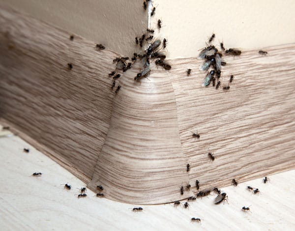 Why St Louis Ants Are So Bad This Spring What You Can Do About It All Solutions Pest Control
