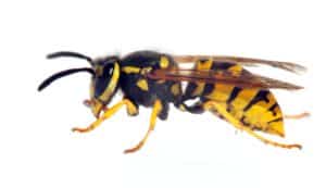 Wasp Exterminator Wentzville