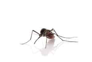 Mosquito Exterminator Wentzville