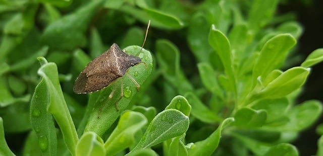 St. Charles Pest Control