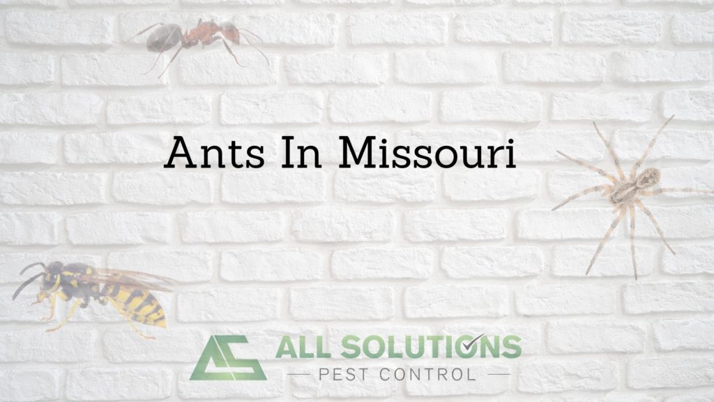 Ants In Missouri