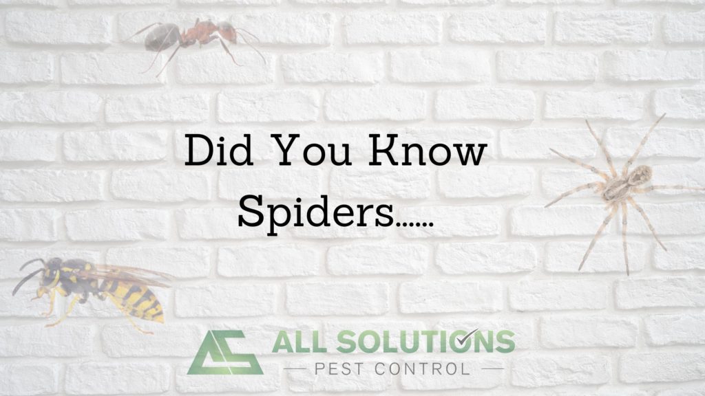 Did You Know Spiders......