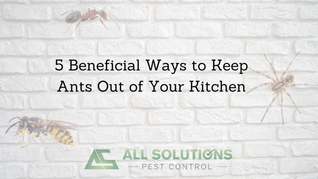 Five Beneficial Ways to Keep Ants Out of Your Kitchen