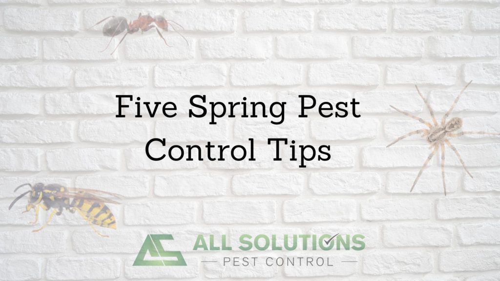 Spring Pest Control Tips