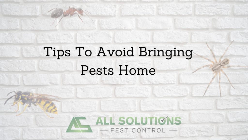 Tips to Avoid Bringing Pests Home