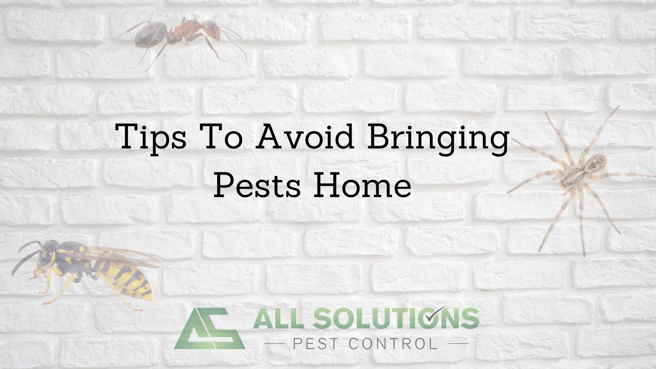 Tips to Avoid Bringing Pests Home All Solutions Pest Control