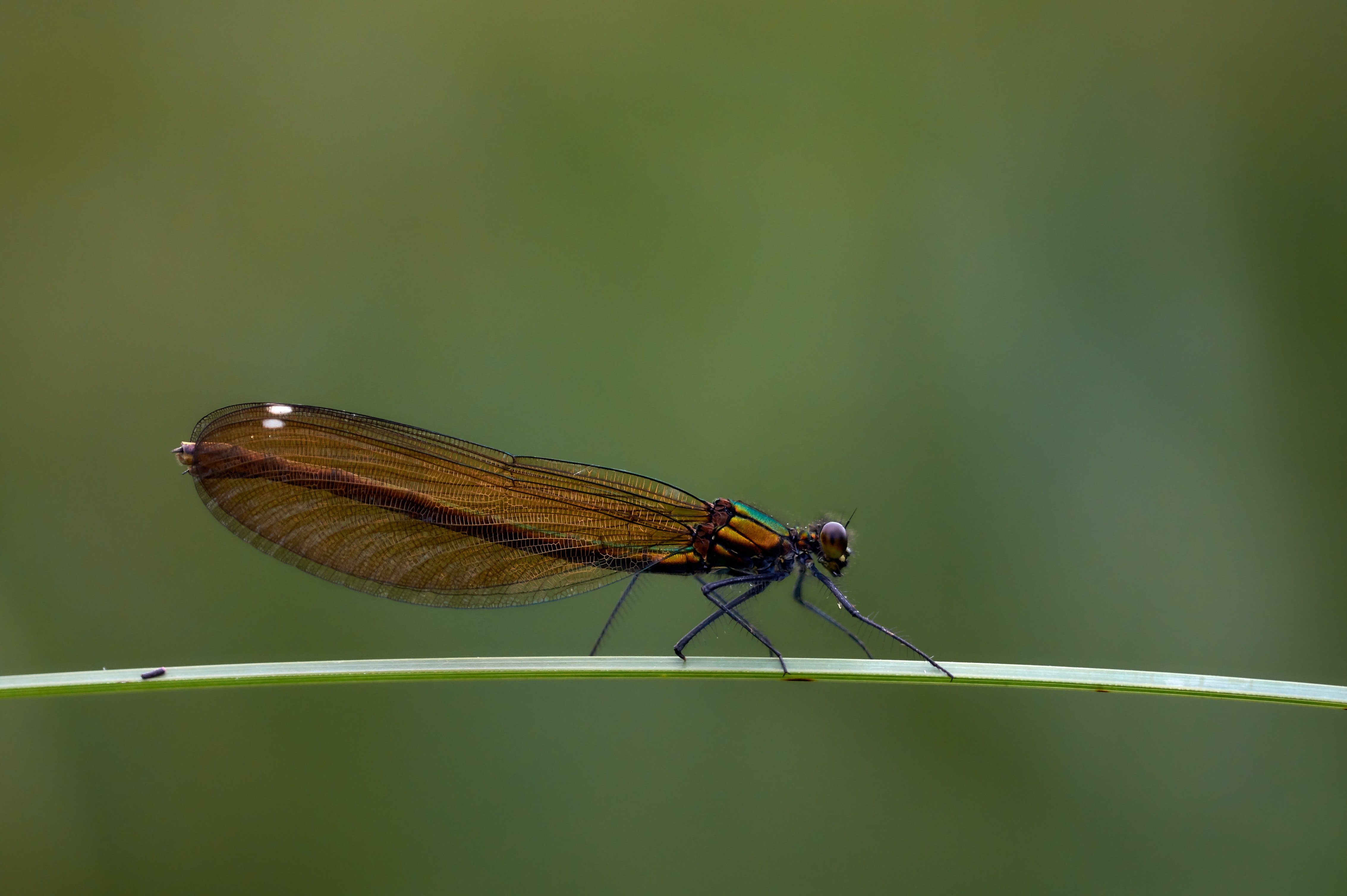 wolfgang-hasselmann-UTe1maNFLtM-unsplash