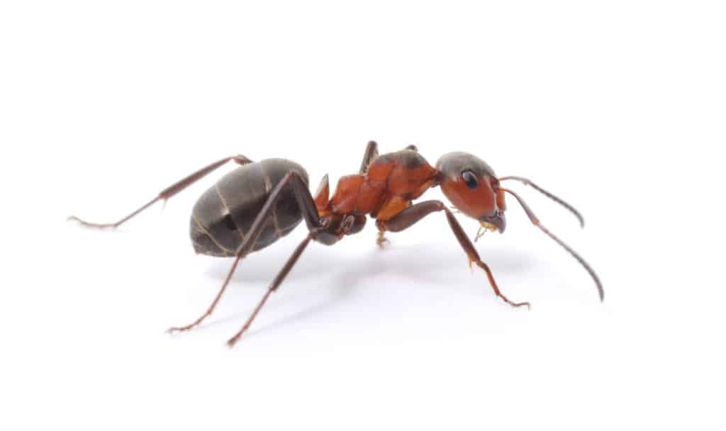 Ant Control