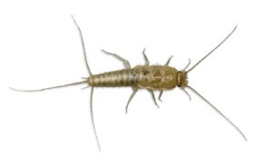 Silverfish Control in St. Peters