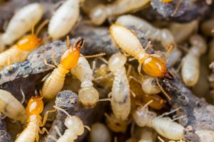 Termite Treatment