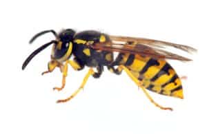 St. Peters MO Wasp Control