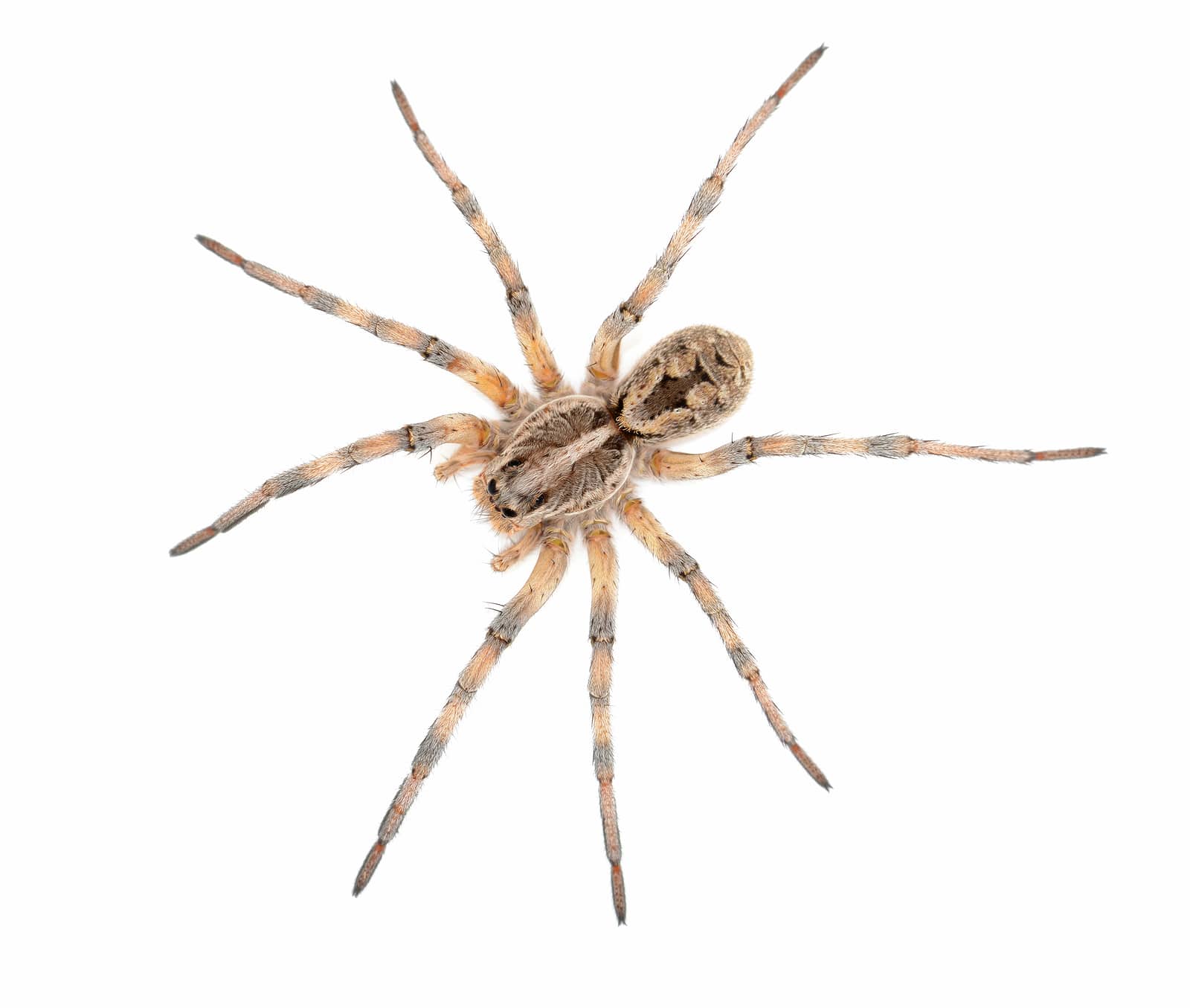 Barn Spider Control Services - Barn Spider Exterminators