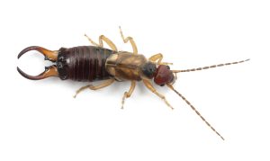 Earwig Control