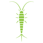 Silverfish Control Webster Groves MO
