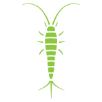 Silverfish Control Wildwood MO