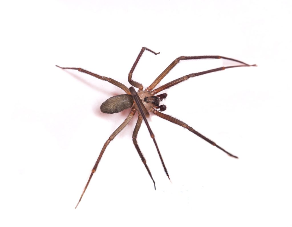 Brown Recluse Spider