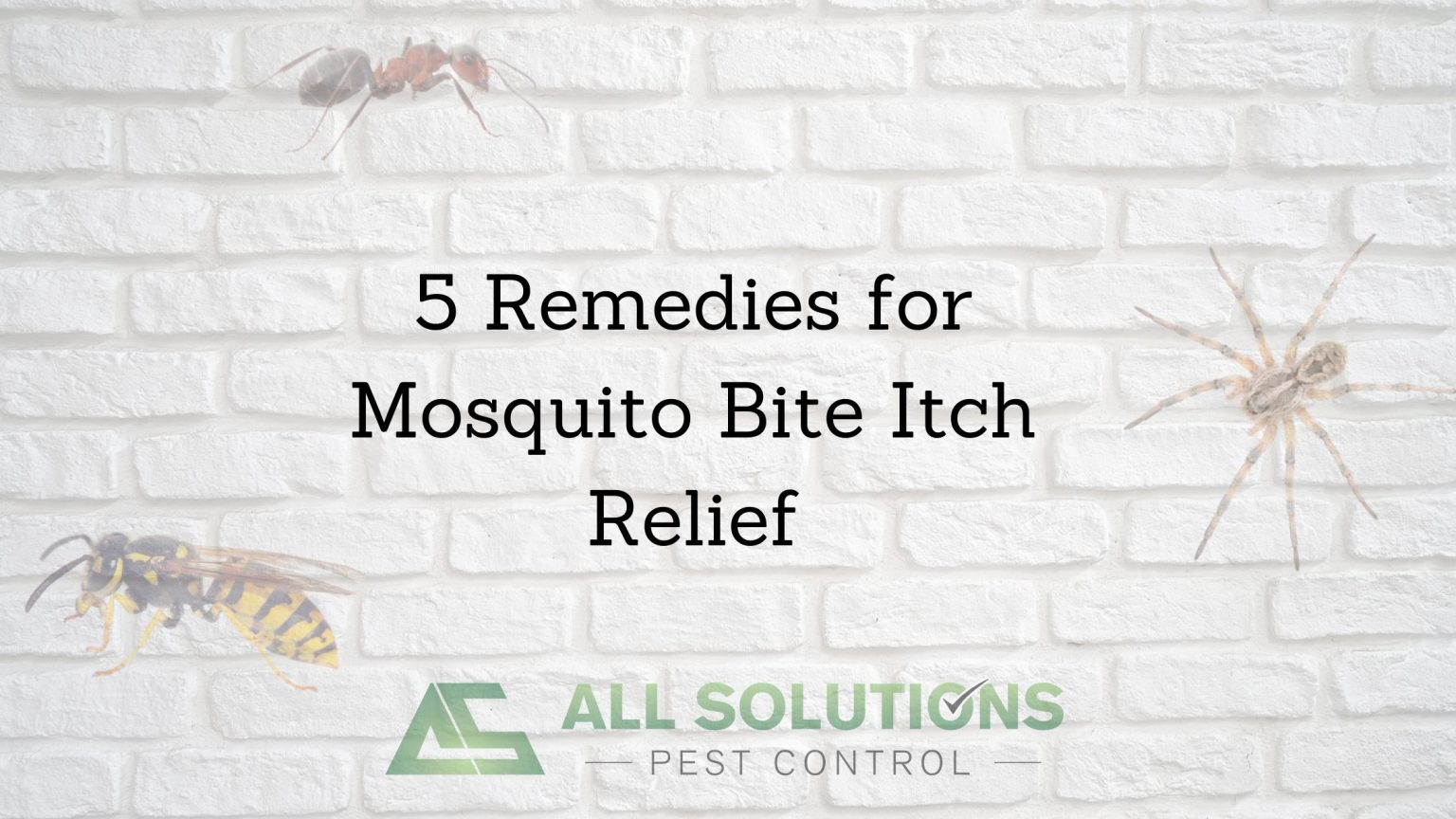 5 Remedies for Mosquito Bite Itch Relief All Solutions Pest Control