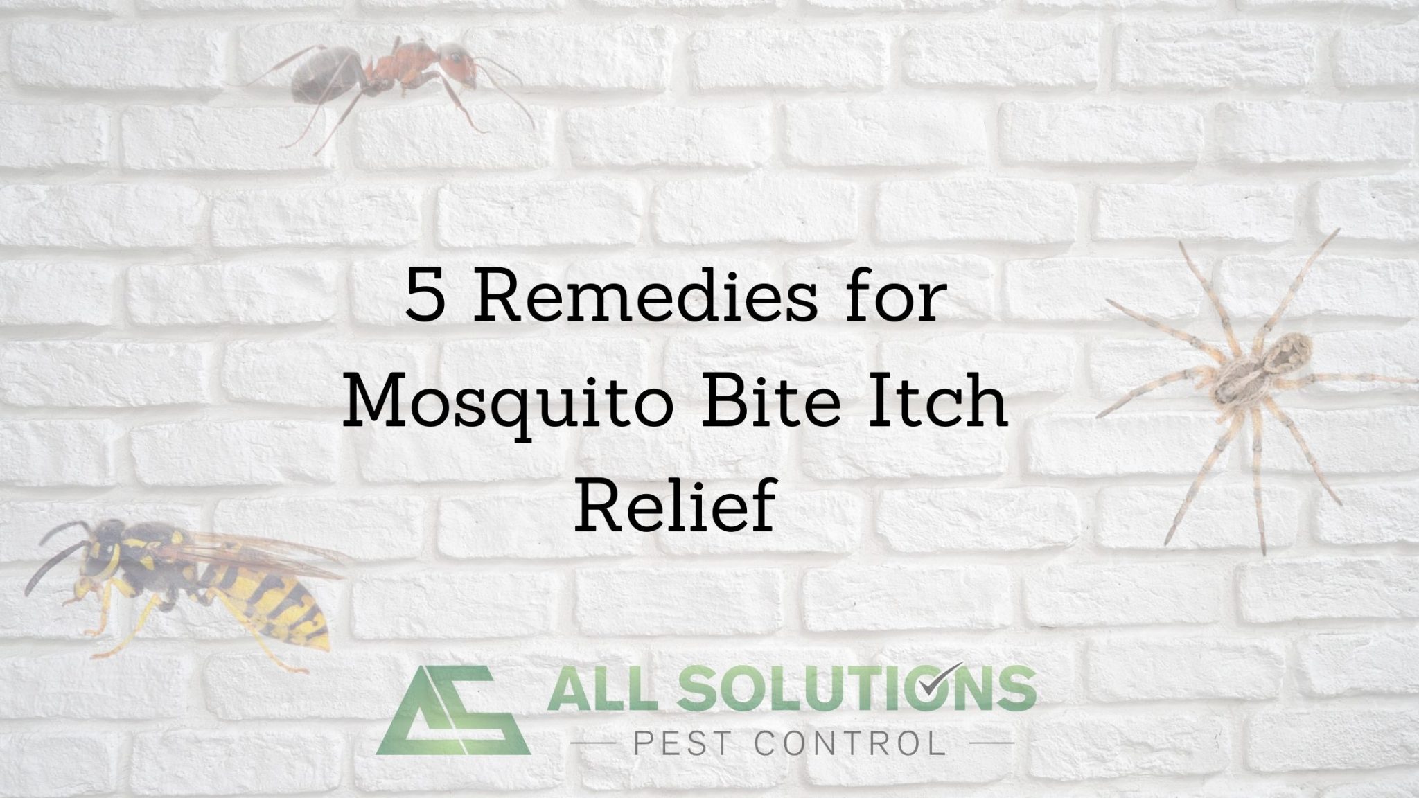 5 Remedies for Mosquito Bite Itch Relief All Solutions Pest Control