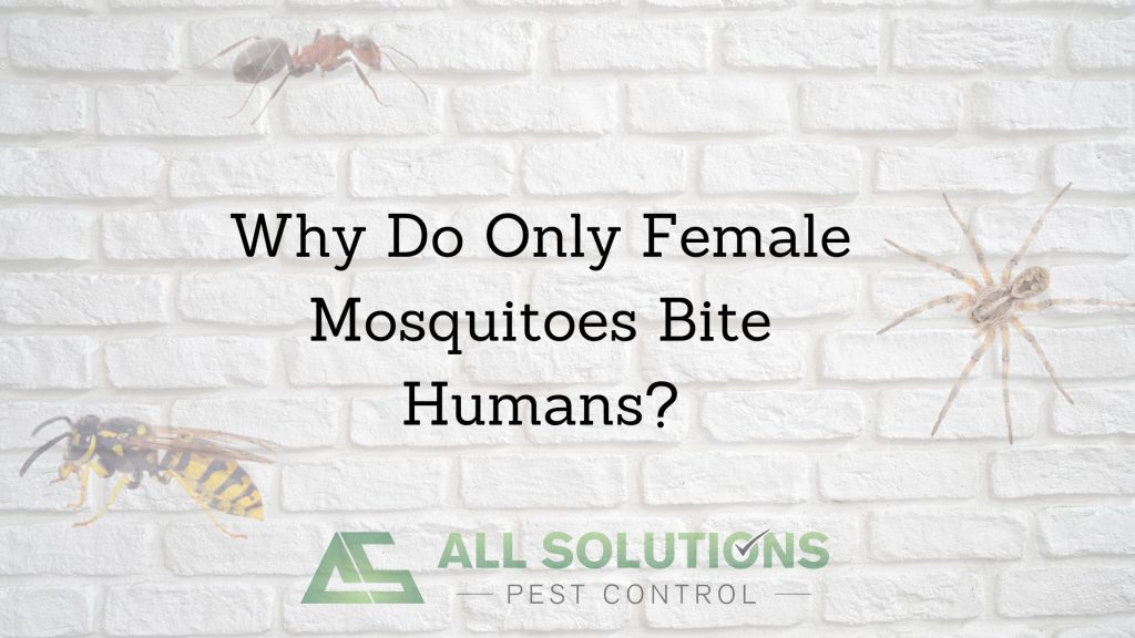 Why Do Only Female Mosquitoes Bite Humans?