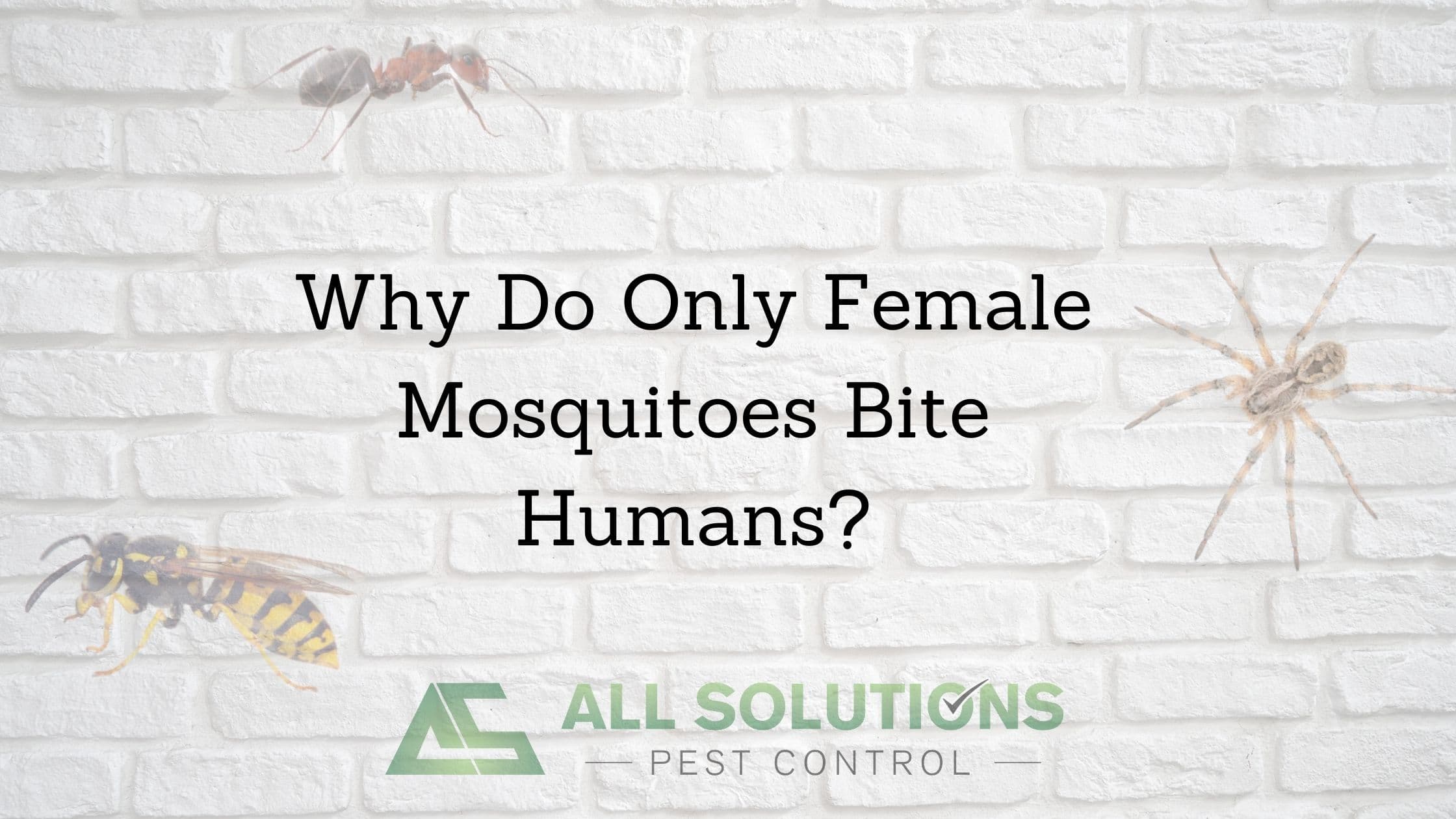 https://www.allsolutionspestcontrol.com/wp-content/uploads/2021/11/Why-Do-Only-Female-Mosquitoes-Bite-Humans.jpg