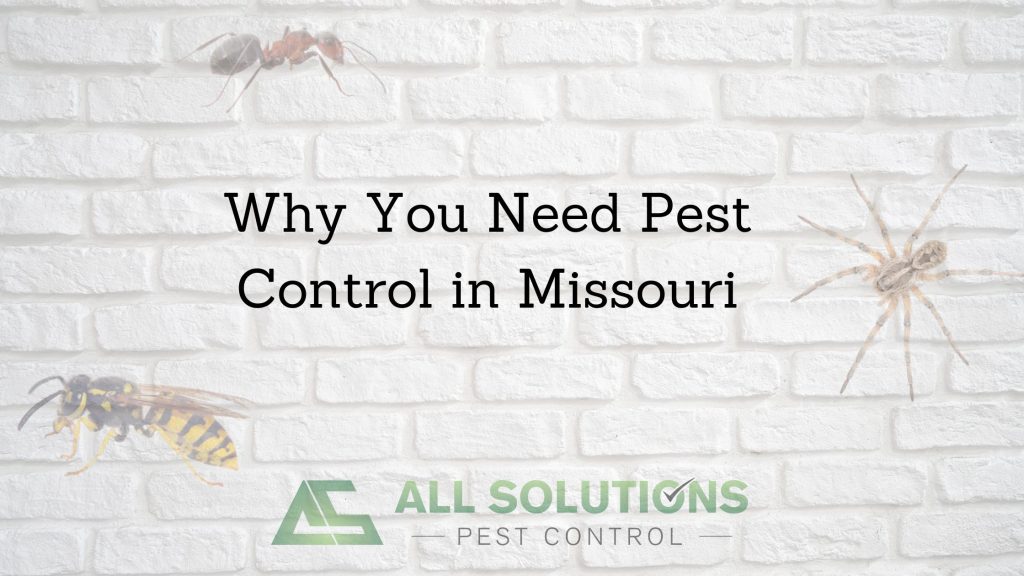 Why You Need Pest Control in Missouri
