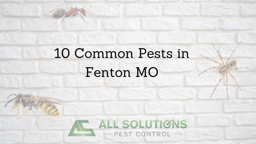 10 Common Pests in Fenton MO