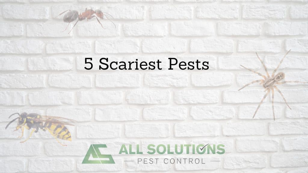 5 Scariest Pests