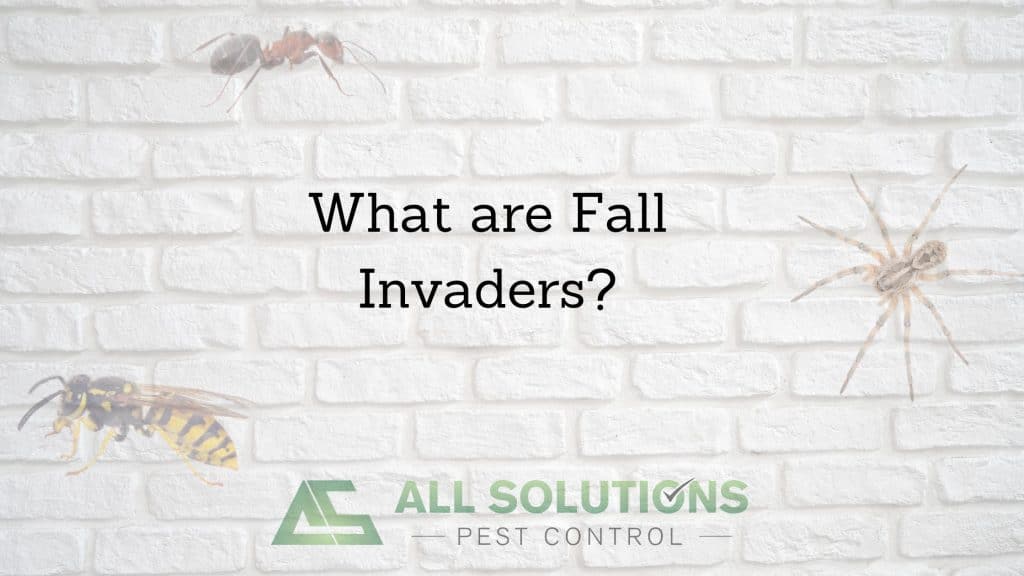 What are fall invaders