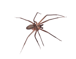 Brown recluse spider