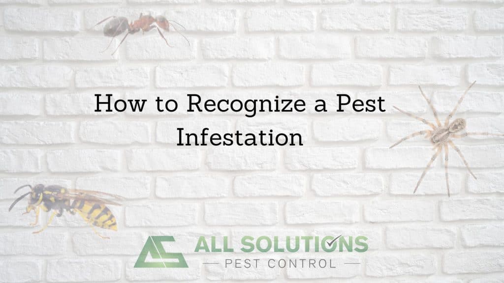 Pest Infestation