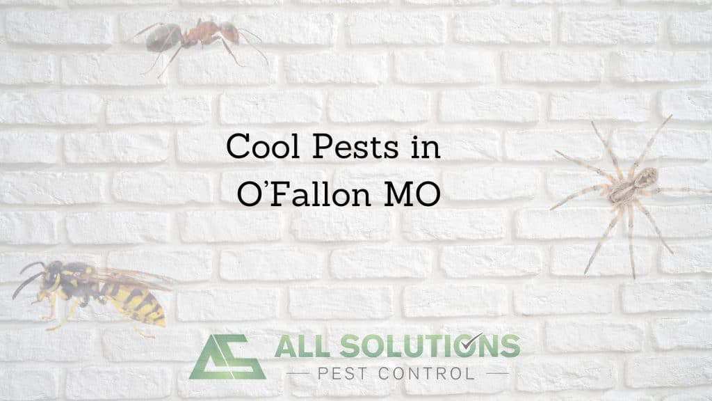 O'Fallon MO Pests