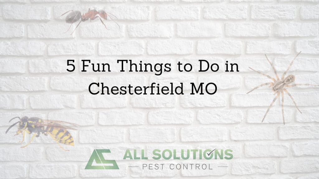 5 Fun Things to Do in Chesterfield MO