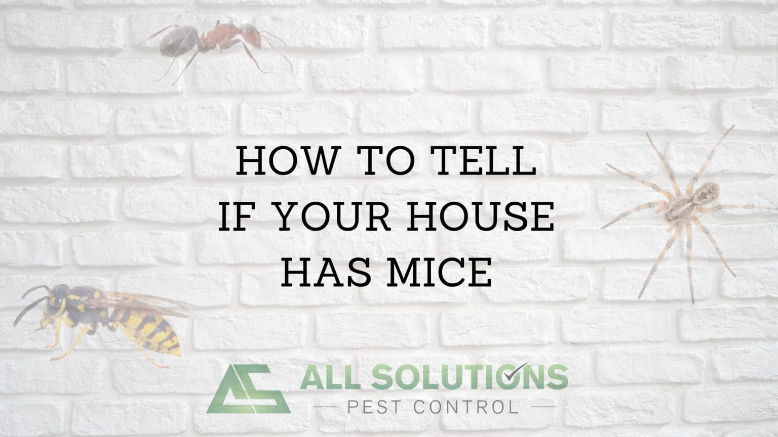 HOW TO TELL IF YOUR HOUSE HAS MICE All Solutions Pest Control