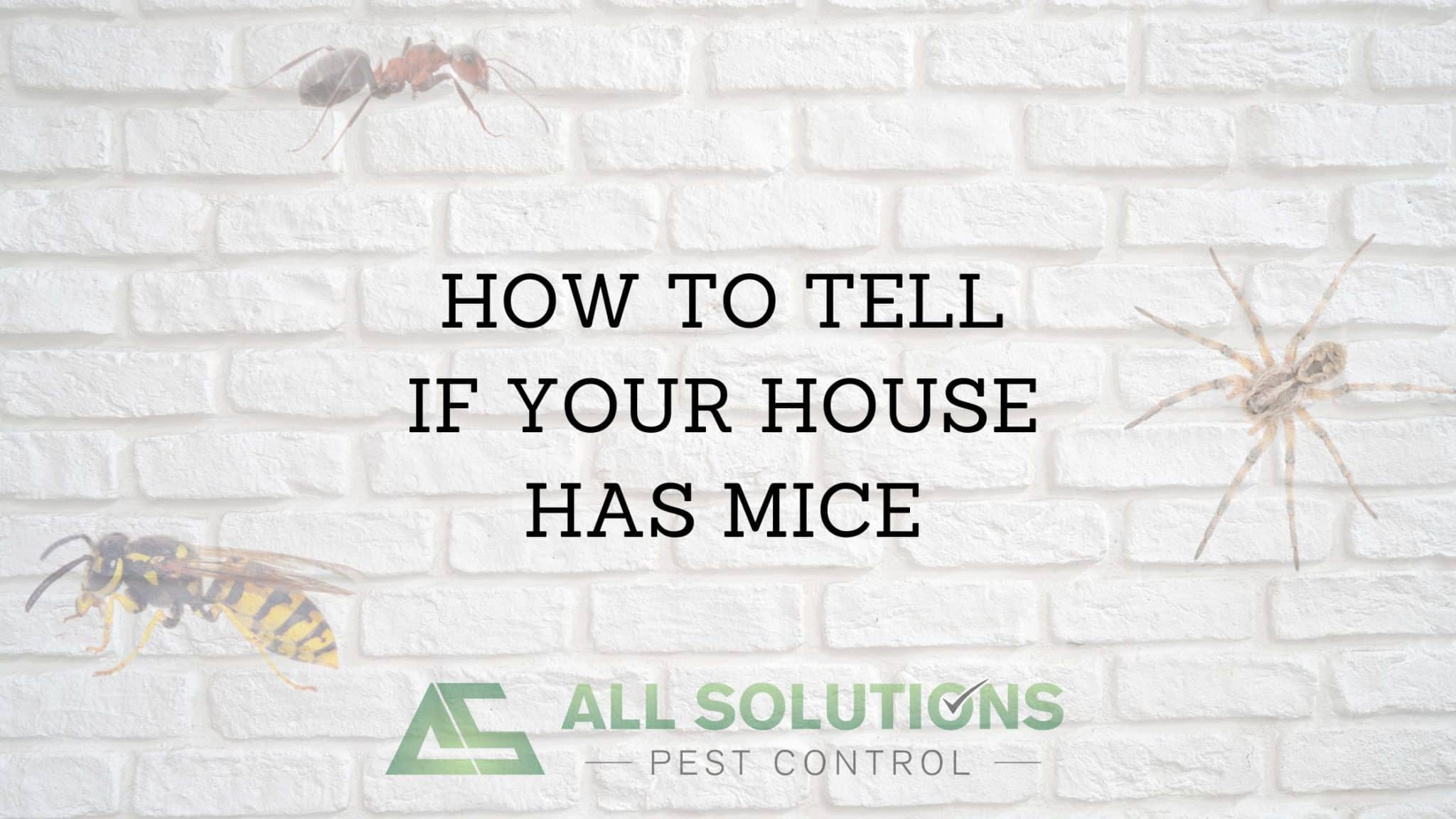 HOW TO TELL IF YOUR HOUSE HAS MICE All Solutions Pest Control