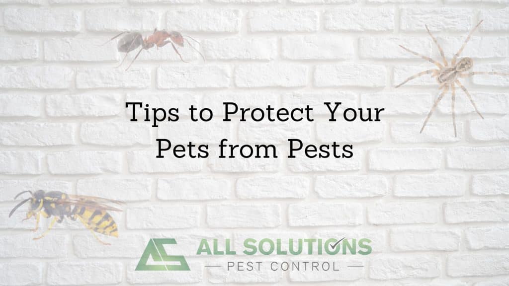 Tips to Protect Your Pets from Pests