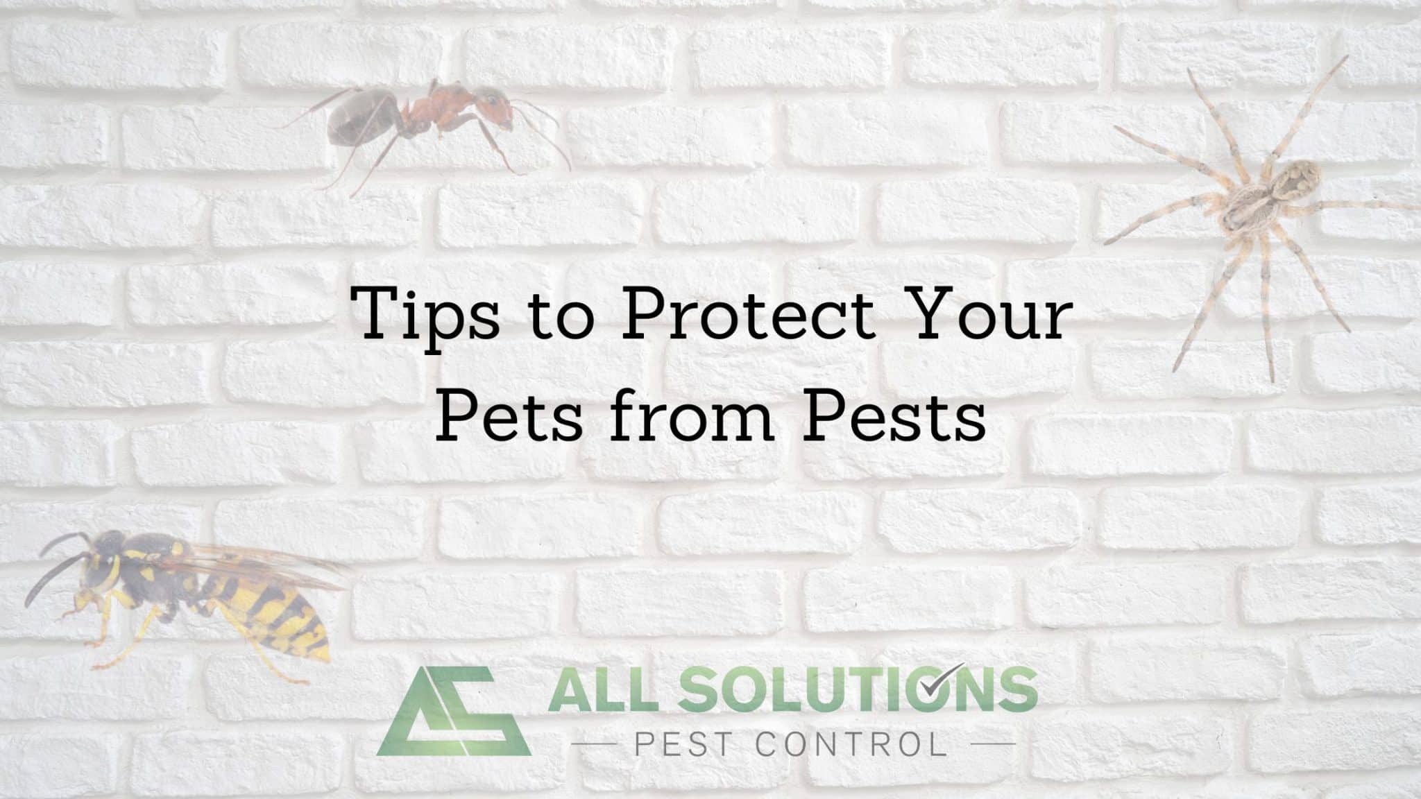 Tips to Protect Your Pets from Pests All Solutions Pest Control