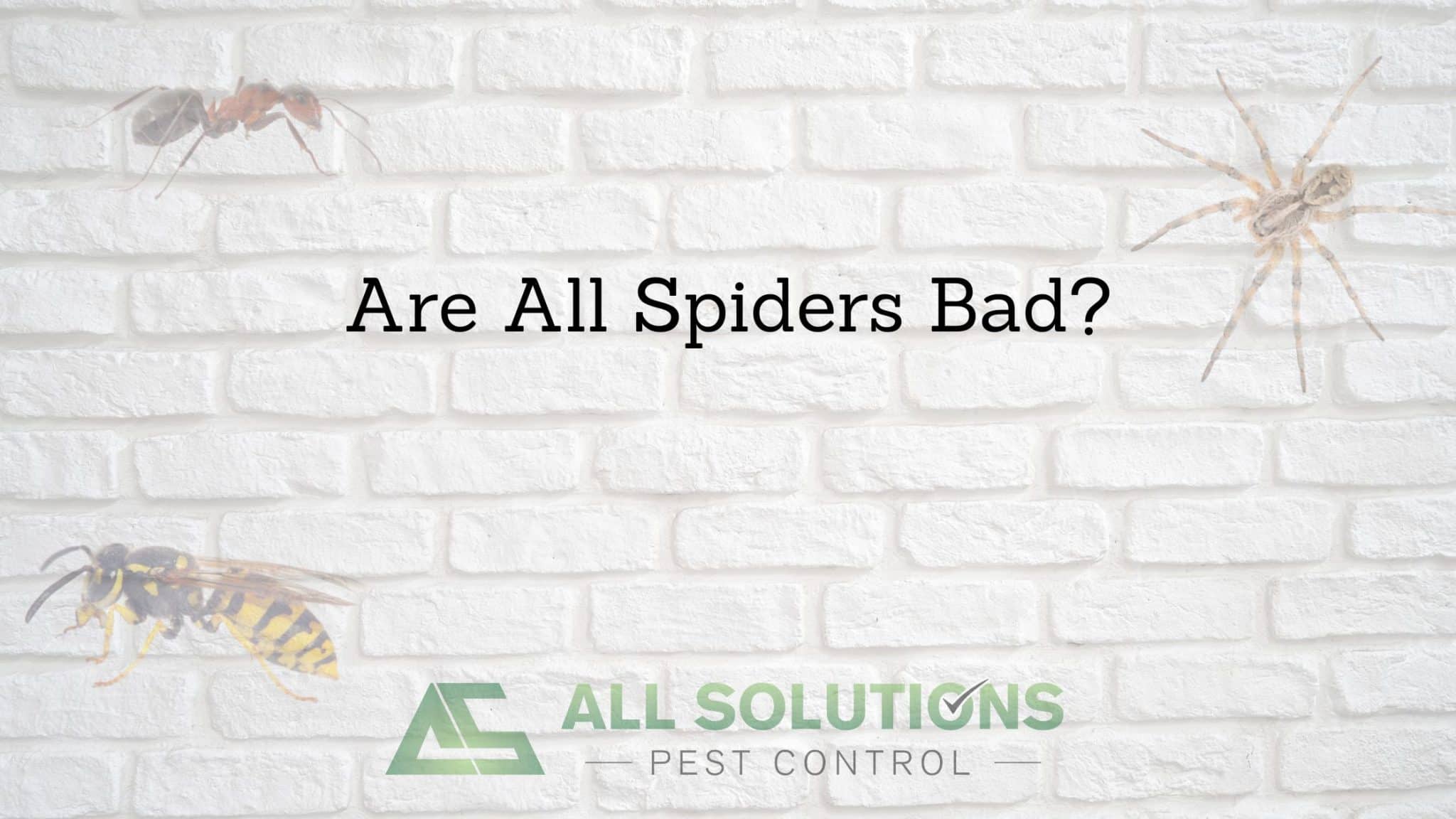 Are All Spider Bad? - All Solutions Pest Control