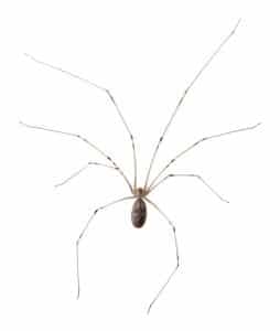 Cellar Spider