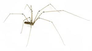 Daddy Long Legs Spider