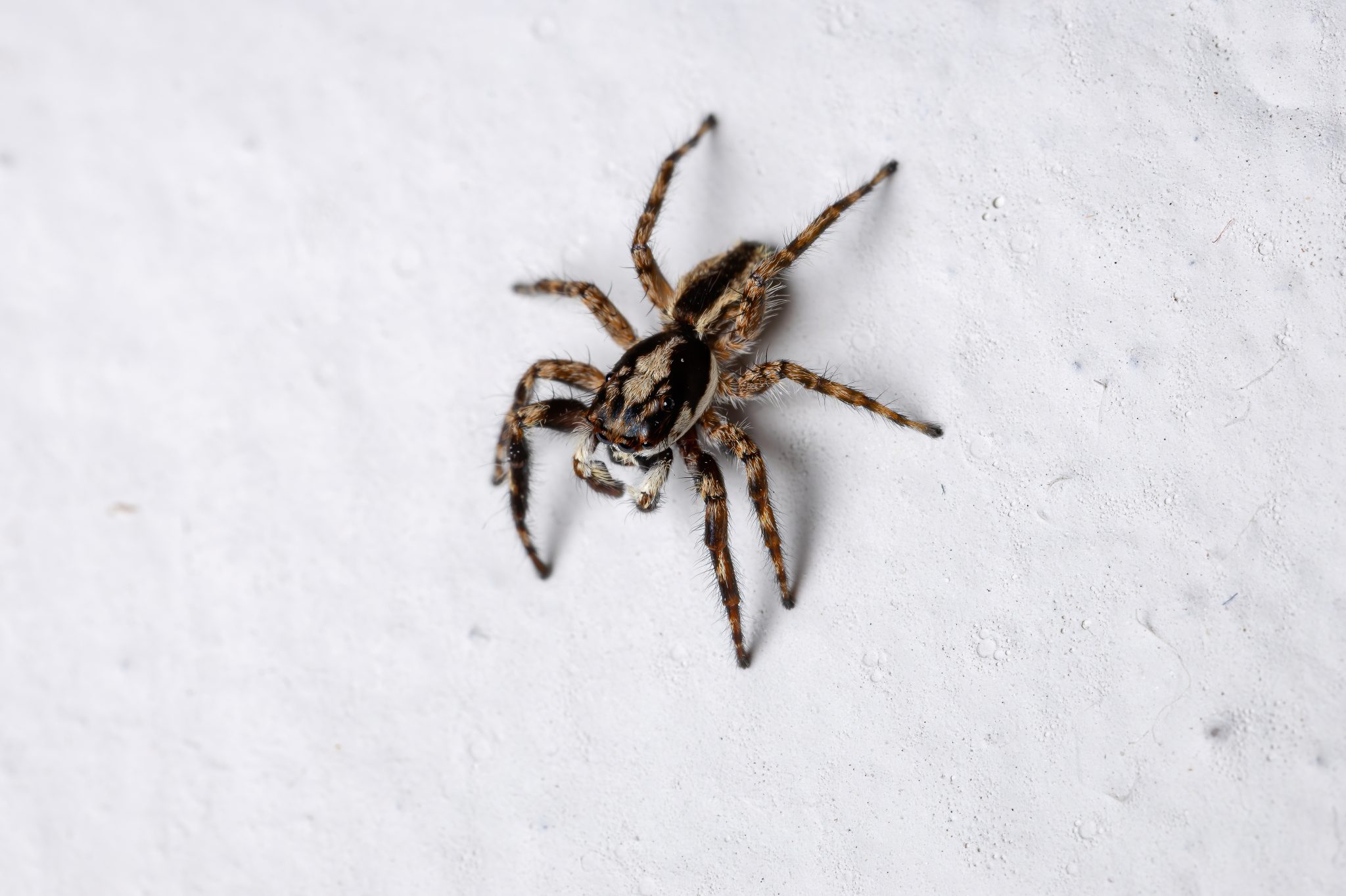Gray Wall Jumping Spider