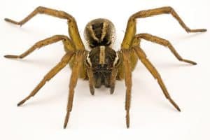 Wolf Spider