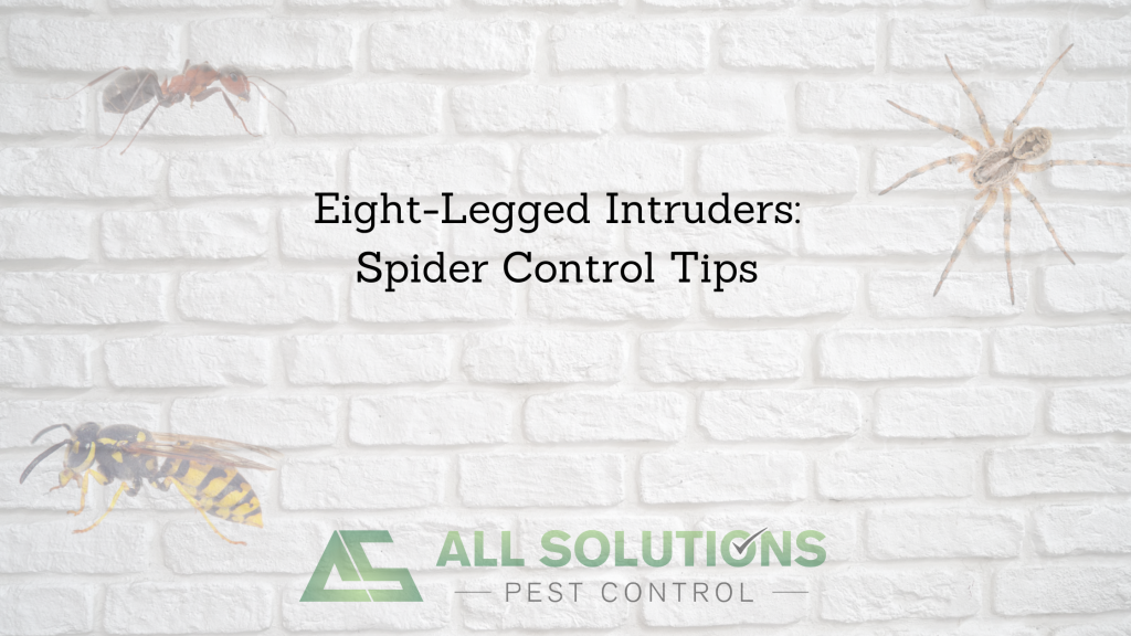 Spider Control Tips