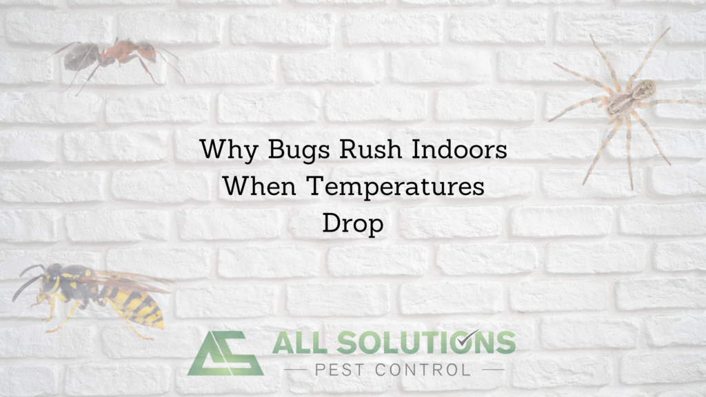 Why Bugs Rush Indoors When Temperatures Drop