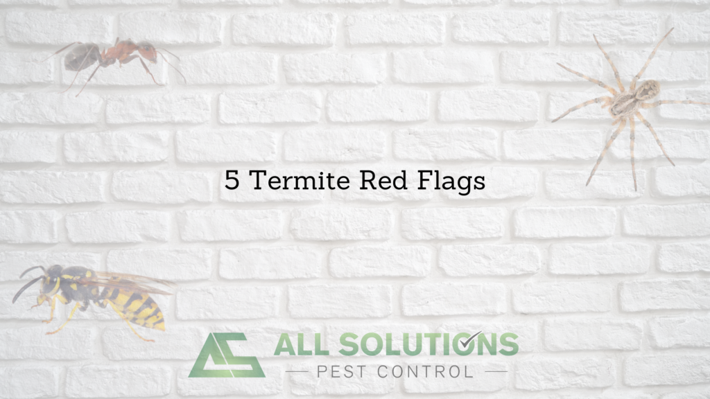 5 termite red flags