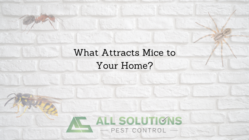 What attracts mice to your home