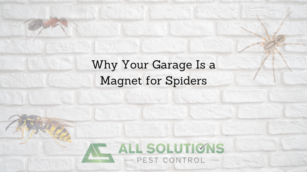 Why your garage is a magnet for spiders